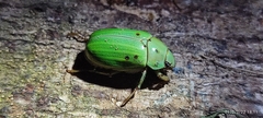 Pelidnota prasina