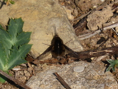 Bombylius analis