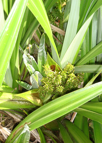 Swamp Astelia (Astelia grandis)