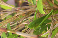 Neoconocephalus viridis