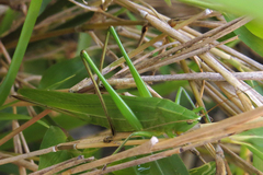 Neoconocephalus viridis