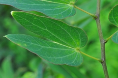 Bauhinia pentandra