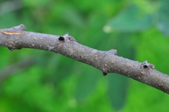 Bauhinia pentandra