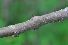 Bauhinia pentandra