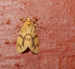 Miltochrista terminospota