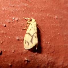 Miltochrista terminospota