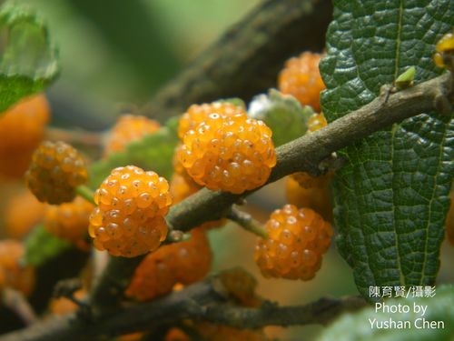 Debregeasia orientalis C.J.Chen