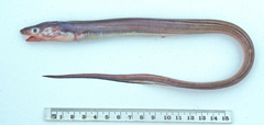Rhynchoconger ectenurus