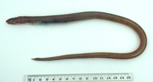 Sailfin worm eel (Echelus uropterus) — Ophichthidae