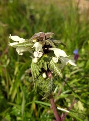 Lamium bifidum