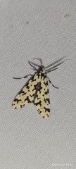 Eucereon tigrata