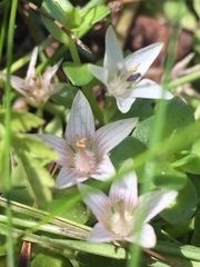 Lysimachia buxifolia