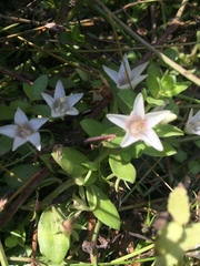 Lysimachia buxifolia