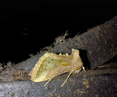 Thysanoplusia orichalcea