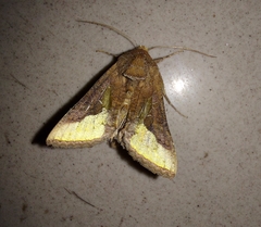 Thysanoplusia orichalcea