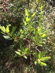 Escallonia illinita