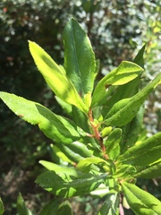 Escallonia illinita