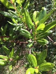 Escallonia illinita