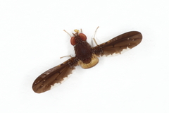 Chaetocoelia excepta