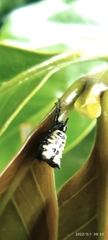 Micrathena saccata