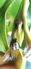Micrathena saccata