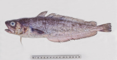 Pseudophycis palmata