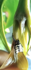 Micrathena saccata