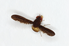 Chaetocoelia excepta