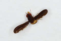 Chaetocoelia excepta