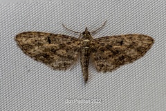 Eupithecia