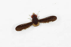 Chaetocoelia excepta