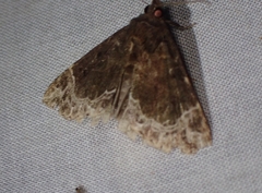 Hypena abalienalis