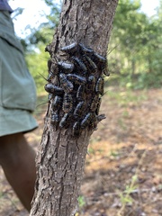 Cartoblatta pulchra