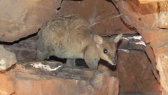 Petrogale brachyotis