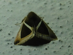 Chalciope