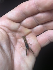 Tenuibranchiurus glypticus