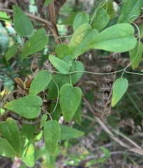 Dioscorea burchellii