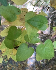 Dioscorea burchellii