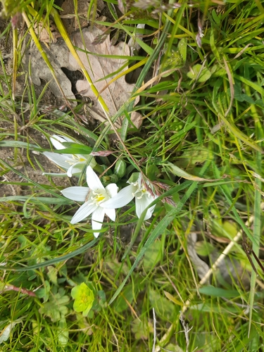 Ornithogalum exscapum, photograph 6