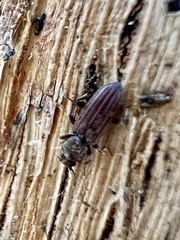 Bothrideridae