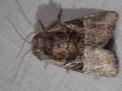 Meropleon ambifusca