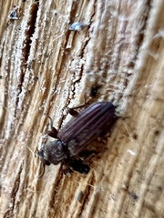 Bothrideridae