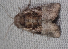Meropleon ambifusca