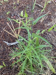 Lactuca graminifolia