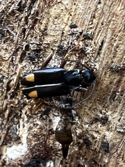 Marava arachidis