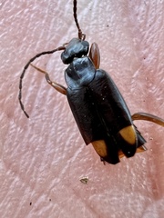 Marava arachidis