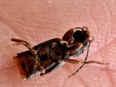 Marava arachidis