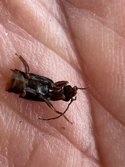 Marava arachidis