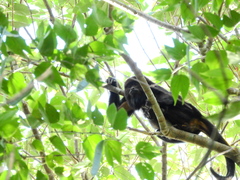 Alouatta guariba