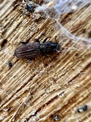 Bothrideridae